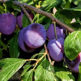 Plum Tree - Czar (Prunus domestica 'Czar') 1